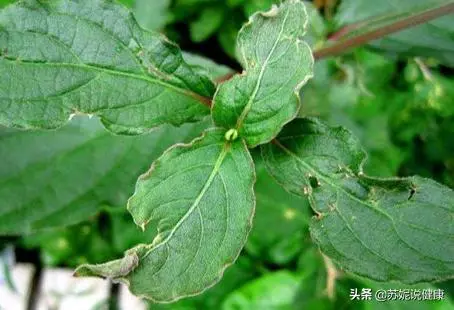 睡眠不好?田地4種野菜帶回家煮一煮,讓你倒頭就睡