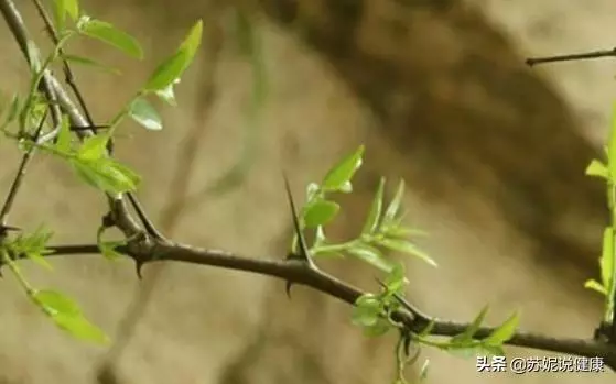 睡眠不好?田地4種野菜帶回家煮一煮,讓你倒頭就睡