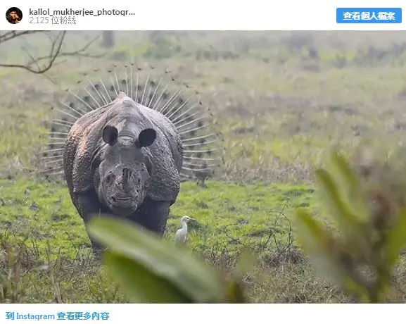 20張證明「大自然比漫威電影還精采」的精采照 有翅膀的熊真實存在!