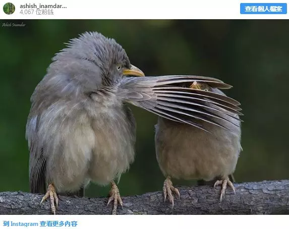 20張證明「大自然比漫威電影還精采」的精采照 有翅膀的熊真實存在!
