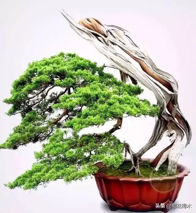 盆景樹樁的孔洞處理手法和鑒賞