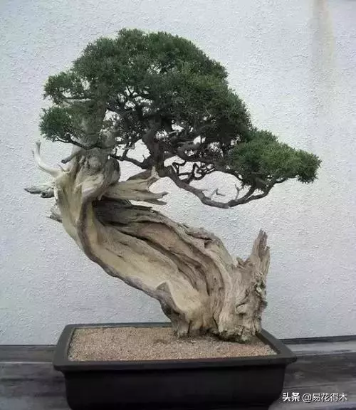 盆景樹樁的孔洞處理手法和鑒賞