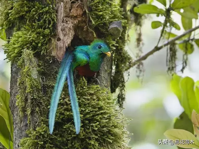 盆景樹樁的孔洞處理手法和鑒賞