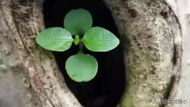 盆景樹樁的孔洞處理手法和鑒賞