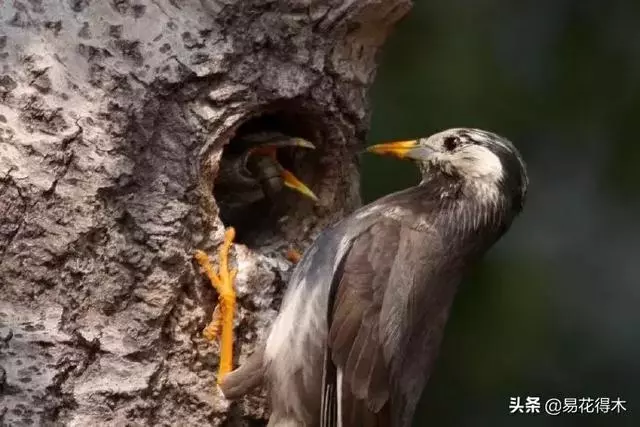盆景樹樁的孔洞處理手法和鑒賞