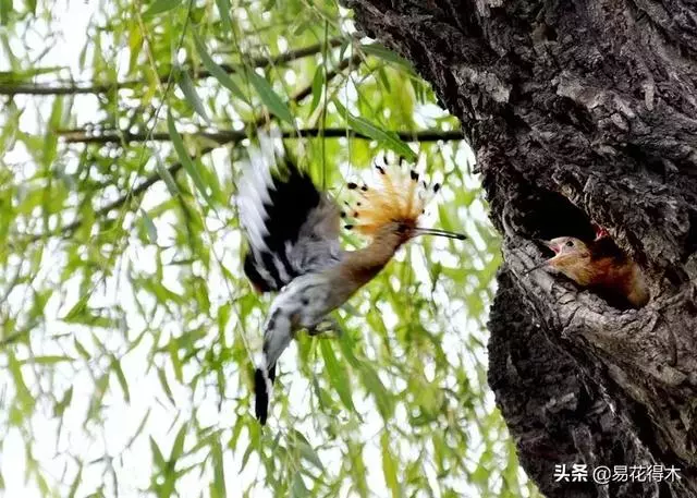 盆景樹樁的孔洞處理手法和鑒賞