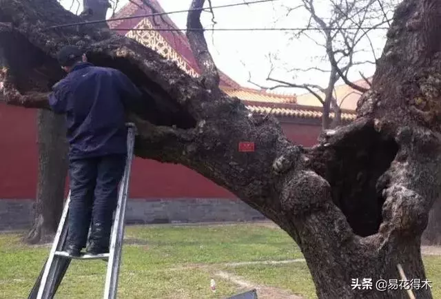 盆景樹樁的孔洞處理手法和鑒賞
