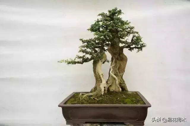 盆景樹樁的孔洞處理手法和鑒賞