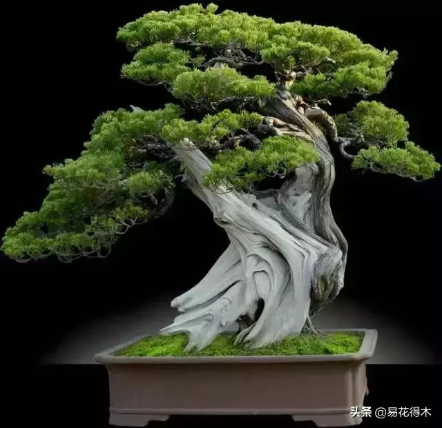 盆景樹樁的孔洞處理手法和鑒賞