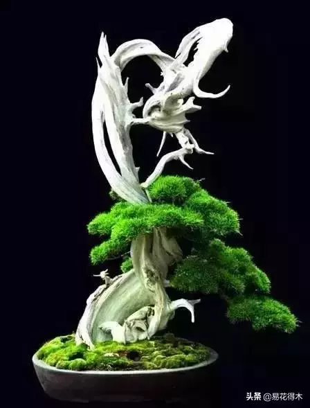 盆景樹樁的孔洞處理手法和鑒賞