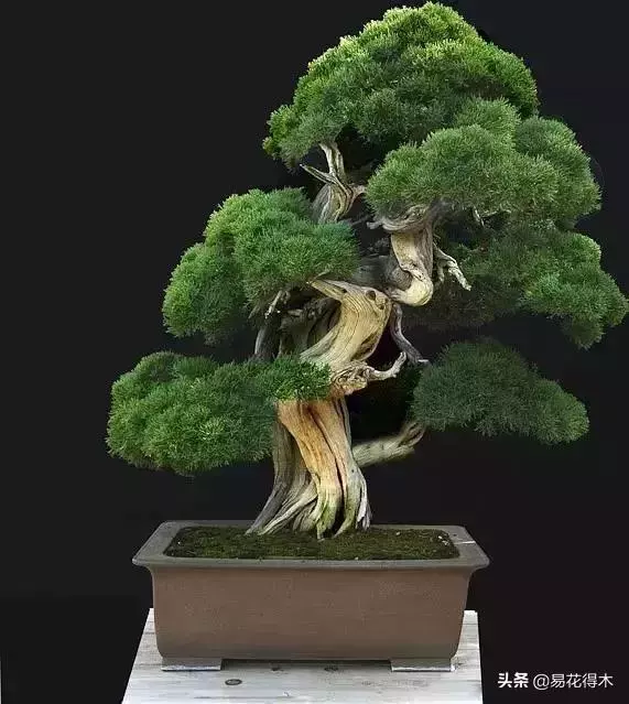 盆景樹樁的孔洞處理手法和鑒賞