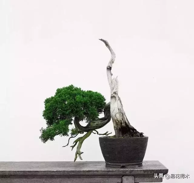 盆景樹樁的孔洞處理手法和鑒賞