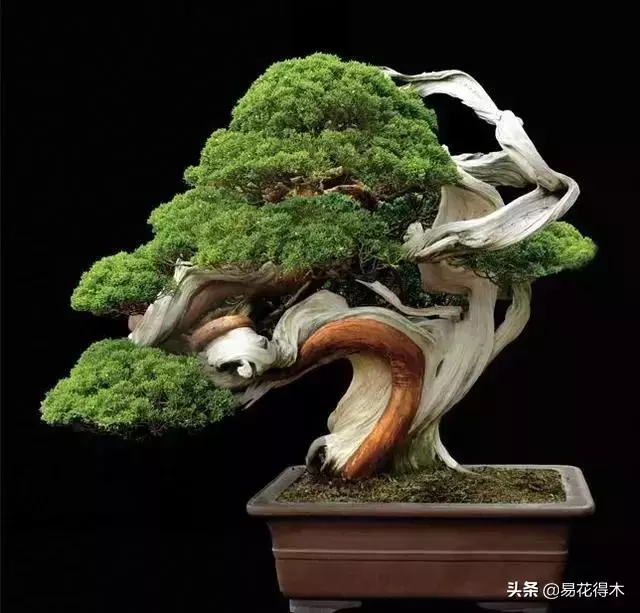 盆景樹樁的孔洞處理手法和鑒賞