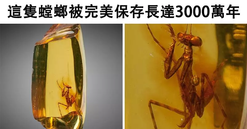 22個「特效也做不出來」的稀有自然奇景 巨樹把路標「吞進肚子」!