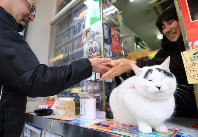老闆有事外出「留貓咪擔任一日店長」 牠推「購物送合影」衝業績