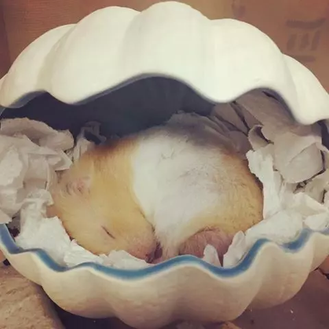 可愛鼠寶「隨身帶枕頭」睡超香 網睜眼一看:有股蛋蛋的香味