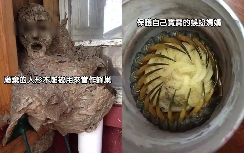 31張可能會讓你引起不適的超詭異照片!看完後頭皮發麻了!