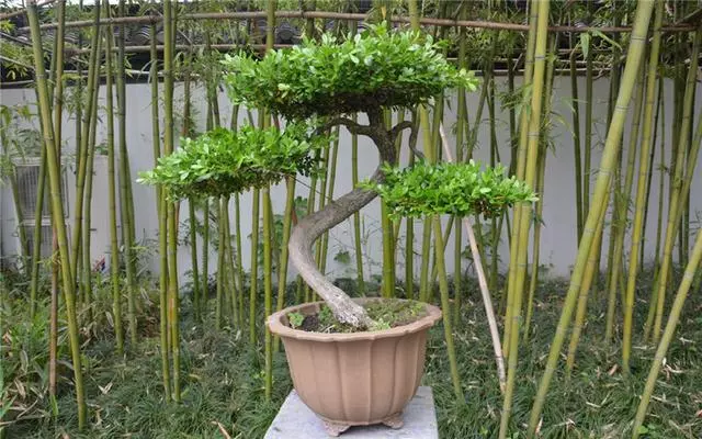 盆景矮化初步入門,這幾招學會,就可以開始製作盆景了