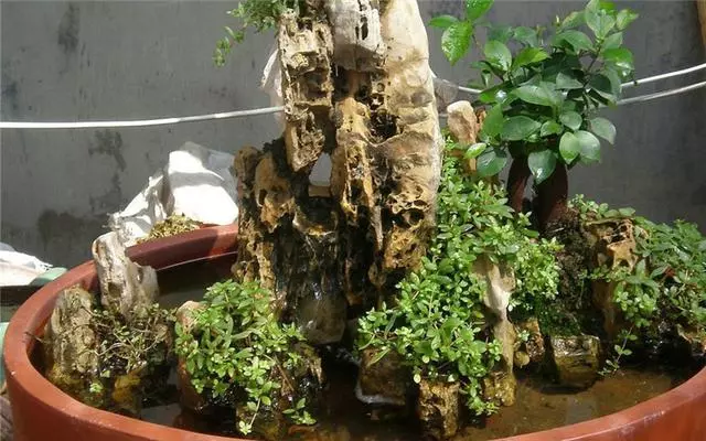 盆景矮化初步入門,這幾招學會,就可以開始製作盆景了