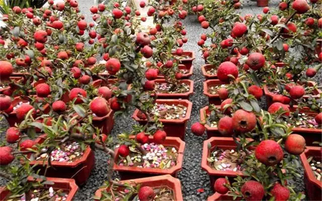 盆景矮化初步入門,這幾招學會,就可以開始製作盆景了