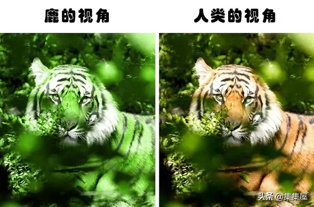 10種動物身上讓人奇怪的細節特徵,其事實上所隱藏的「超能力」