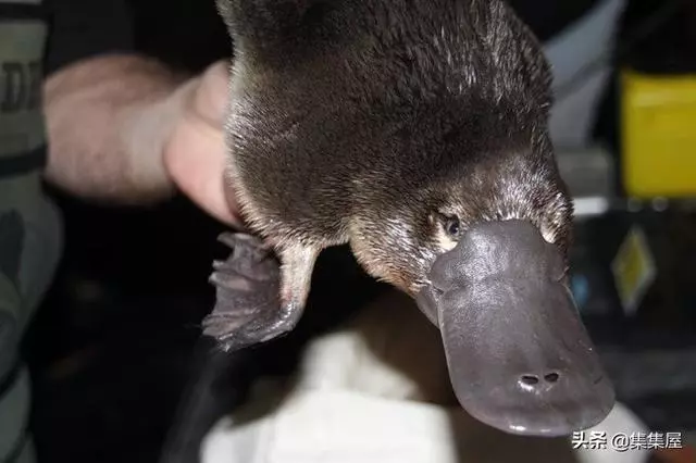 10種動物身上讓人奇怪的細節特徵,其事實上所隱藏的「超能力」