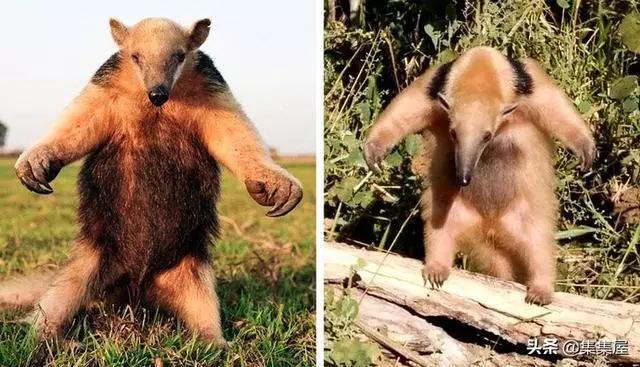 10種動物身上讓人奇怪的細節特徵,其事實上所隱藏的「超能力」