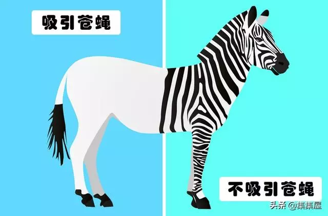 10種動物身上讓人奇怪的細節特徵,其事實上所隱藏的「超能力」