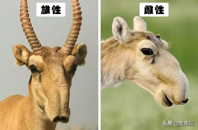 10種動物身上讓人奇怪的細節特徵,其事實上所隱藏的「超能力」