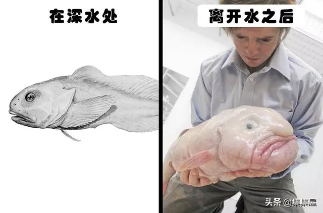 10種動物身上讓人奇怪的細節特徵,其事實上所隱藏的「超能力」