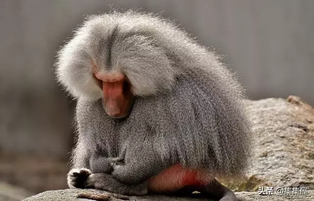 10種動物身上讓人奇怪的細節特徵,其事實上所隱藏的「超能力」