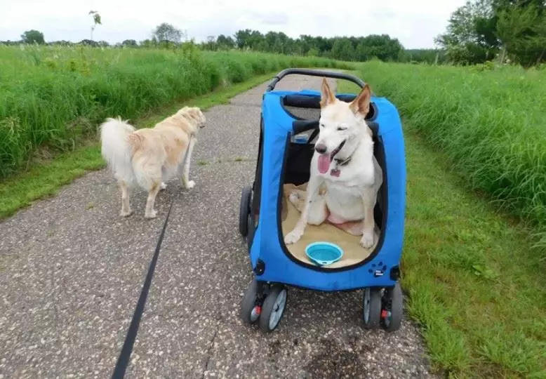 下半身癱瘓的狗狗遭飼主「丟路邊」 獲救後「最後一年」狗生大逆轉
