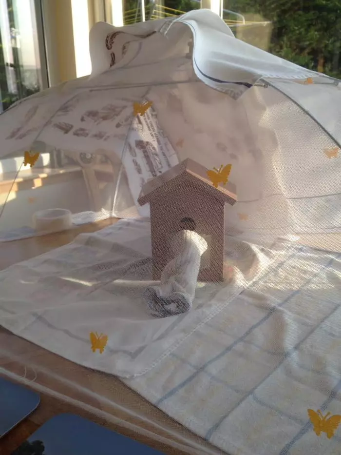 救下無翅女王蜂! 她幫忙「建造家園」變朋友:一見面就嗡嗡嗡迎接~