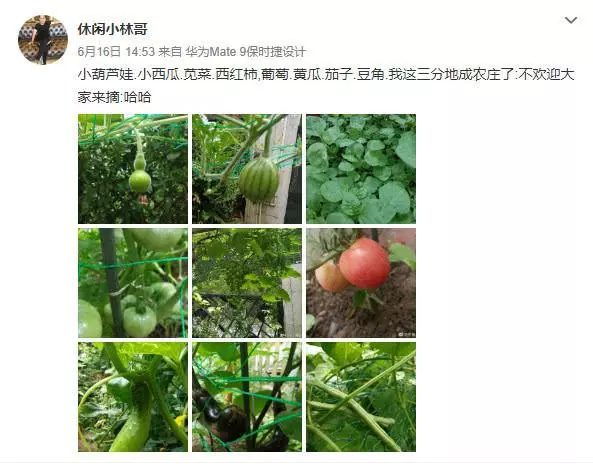 楊冪爸爸曬自家小農場大豐收,細節可見別墅花園寬敞舒服