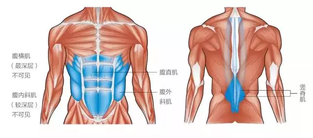跑步效率提不上去?那是因為你核心力量不夠好