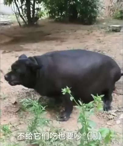 2隻毛孩被當豬養「胖到肚皮貼地」 獸醫:牠們必須馬上減肥