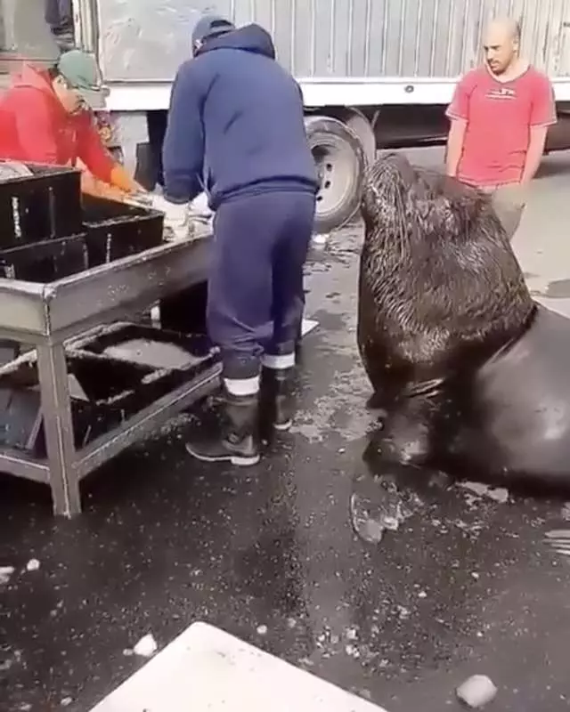 肚子餓餓…「超巨大海獅」秒變萌汪 上魚市乖等:想吃零食~