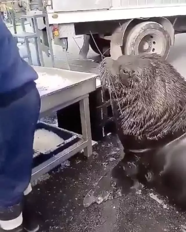 肚子餓餓…「超巨大海獅」秒變萌汪 上魚市乖等:想吃零食~
