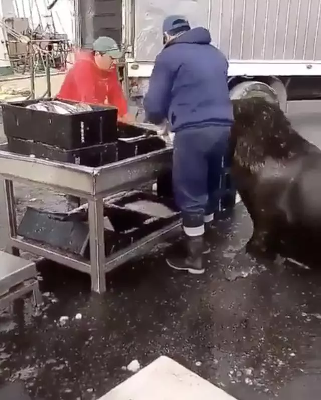 肚子餓餓…「超巨大海獅」秒變萌汪 上魚市乖等:想吃零食~