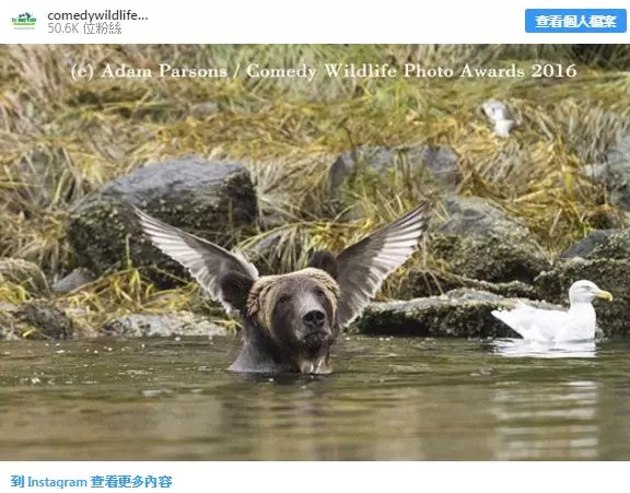 20張「比動畫電影更精彩」的大自然動物照 每一隻都是戲精