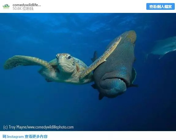 20張「比動畫電影更精彩」的大自然動物照 每一隻都是戲精