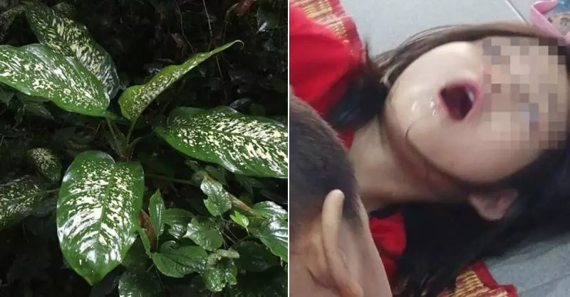 好奇咬萬年青 女孩全身痙攣!