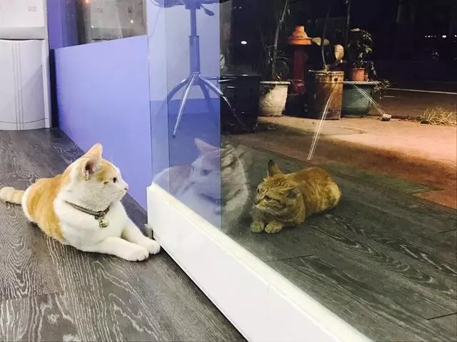 瘦弱流浪貓看著家貓,一臉羨慕,不久後就被家貓的主人收養