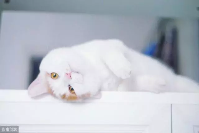 貓會故意繞遠路,為了迷惑其他動物,貓還會有意走錯方向