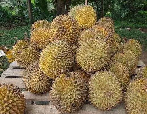 【注意】請愛吃榴槤的朋友注意了,吃了榴槤後,8小時內切記不要喝以下的東西
