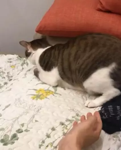 手不小心碰到貓咪,被狂踢幾十下,貓咪看清是主人後繼續踢