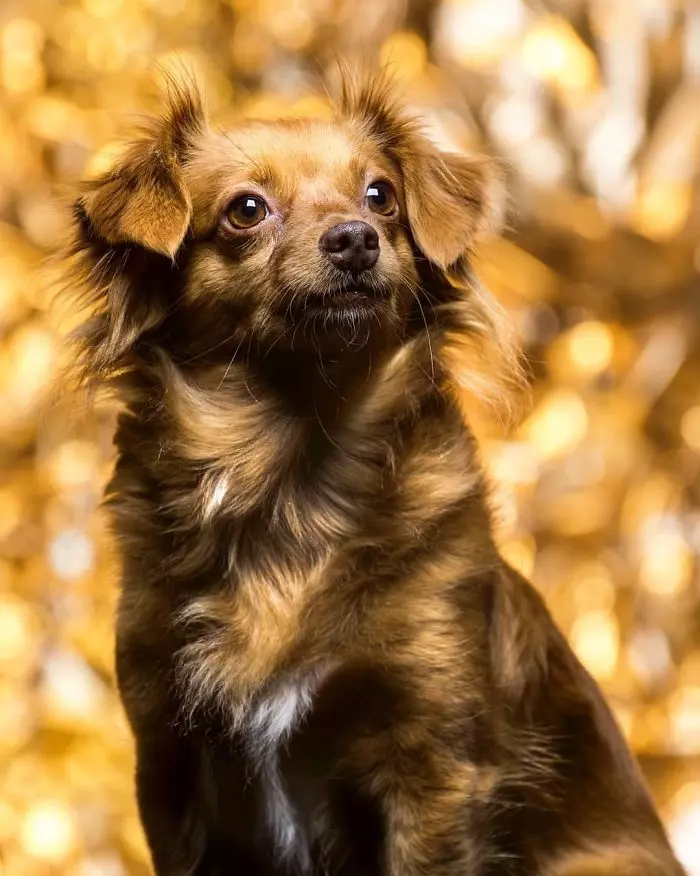 萌犬學主人「扮銅像」賺罐罐錢 超有戲「石化模樣」引路人圍觀