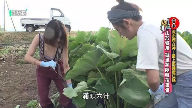 愛玩客遭轟整集都不知所謂!元元、熊熊放福利。網:罵完還是要看10遍
