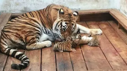 動物園把小豬假扮成「老虎寶寶」想要安慰喪子的母老虎,超意外的發展讓所有人都哭了!