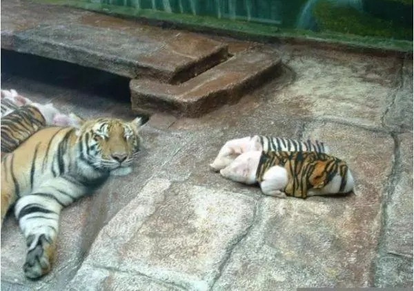 動物園把小豬假扮成「老虎寶寶」想要安慰喪子的母老虎,超意外的發展讓所有人都哭了!